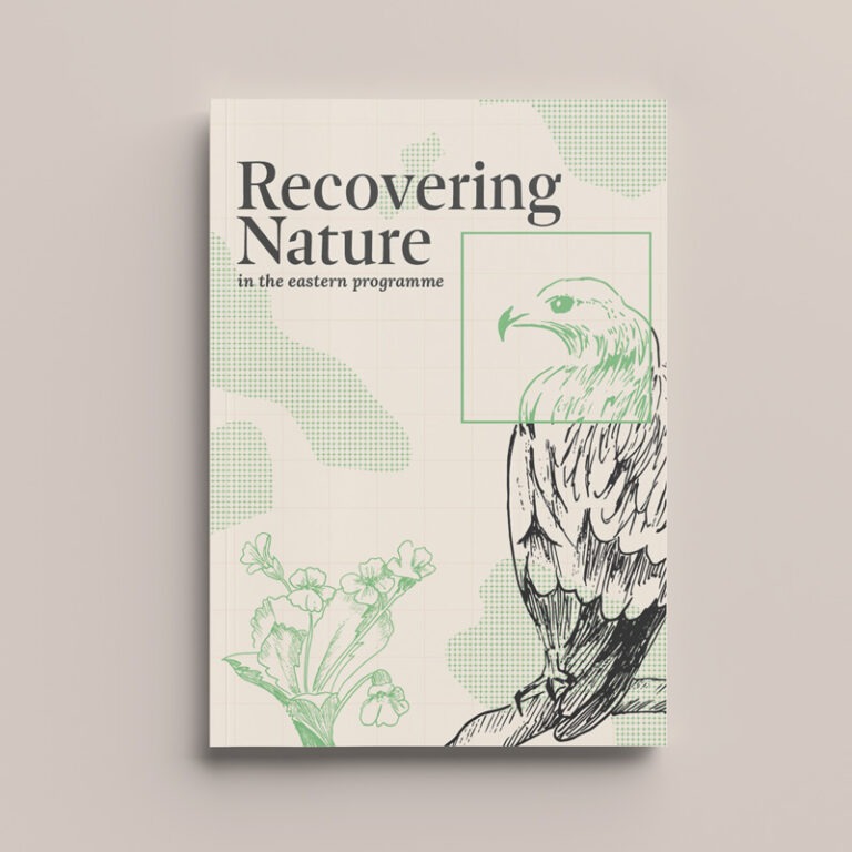 Illustration de la couverture de la brochure Birdlife, créée pour une ONG engagée dans la réhabilitation de la nature.