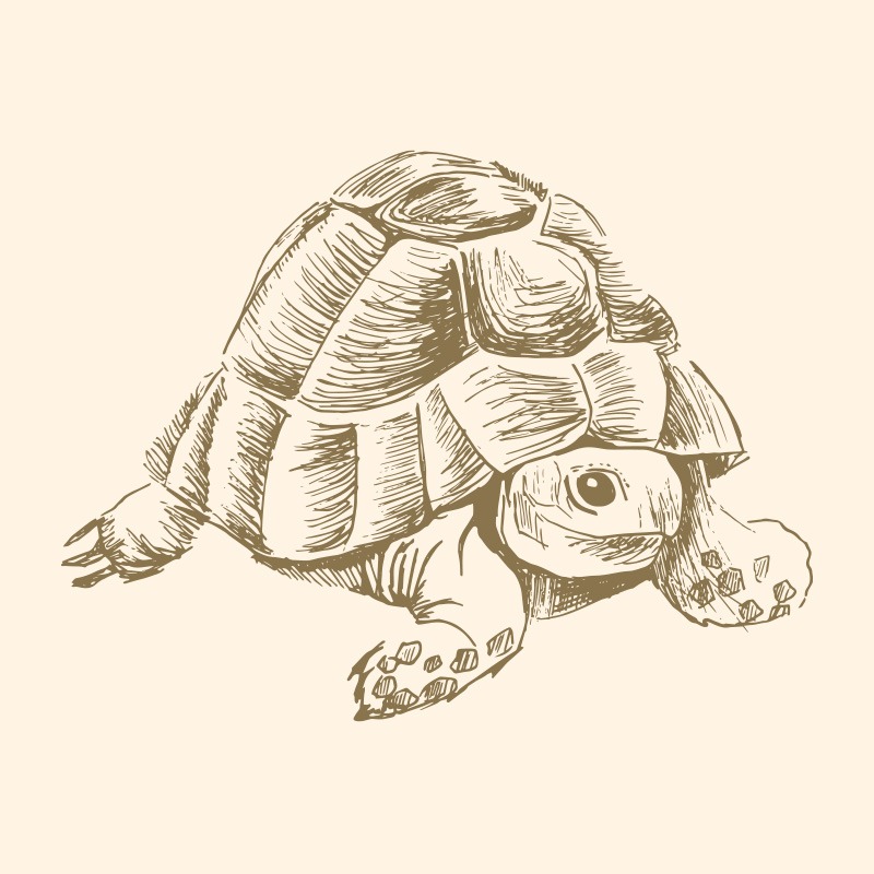 Illustration d’une tortue grecque pour Birdlife, dans un projet de sensibilisation mené par une ONG sur la faune en réhabilitation.