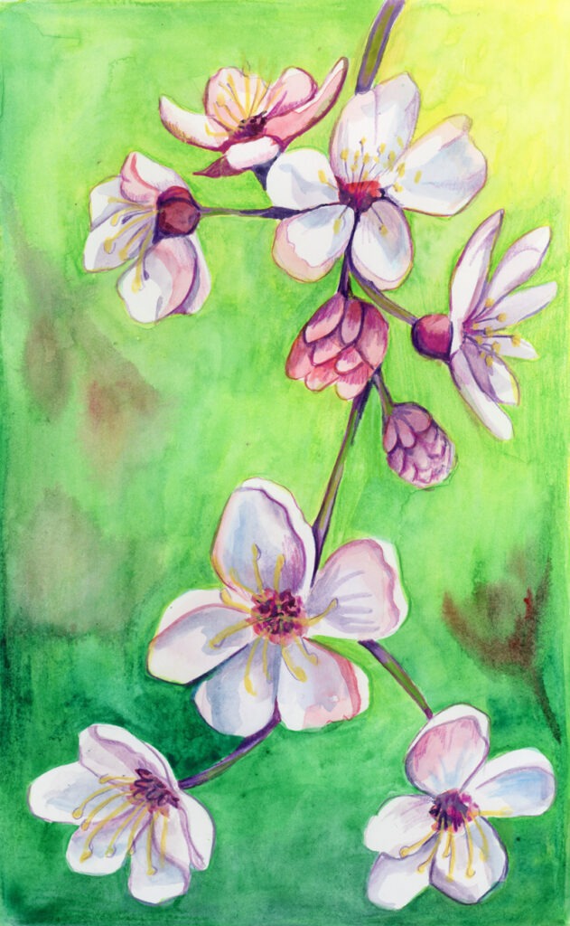 Aquarelle délicate de fleurs de cerisier en pleine floraison, aux teintes douces.
