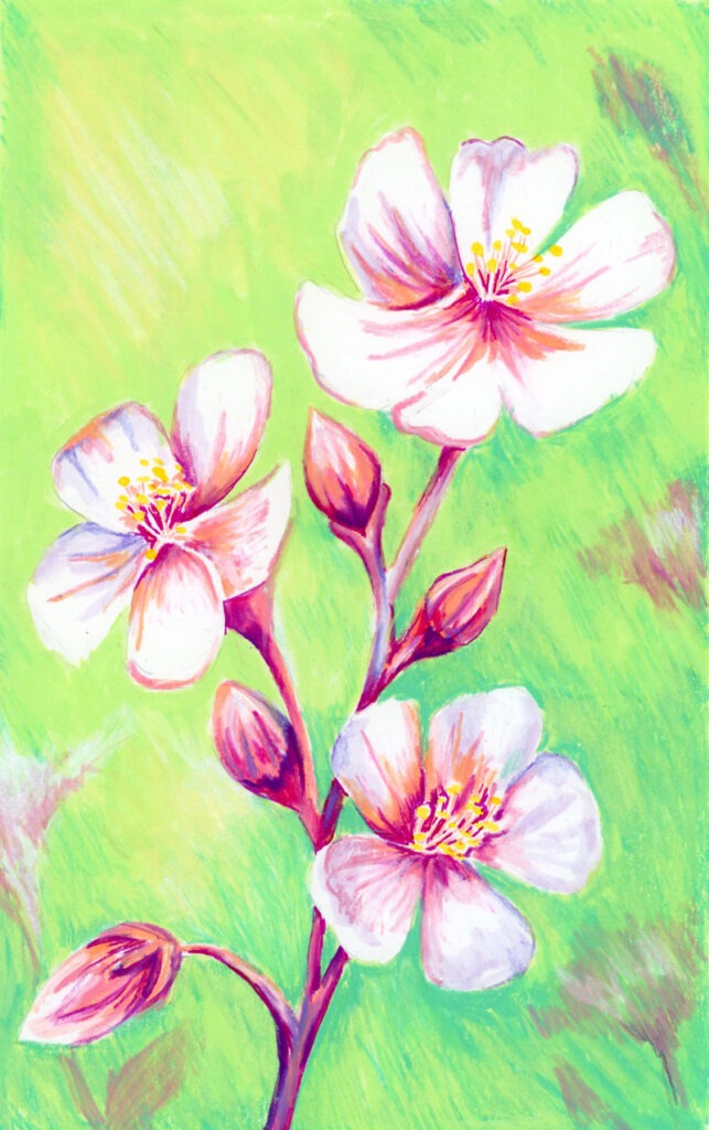 Illustration colorée de fleurs de cerisier réalisée avec des pastels à la cire